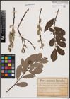 Foto von Salix cinerea L.